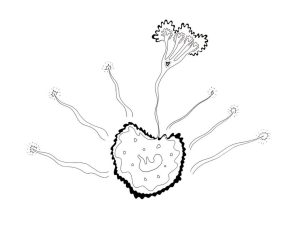 Love Blossoming