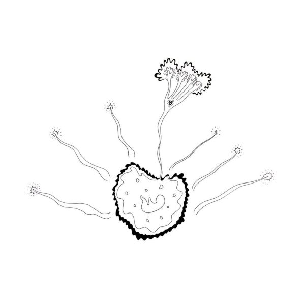 Love Blossoming